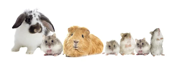 Rabbit and the hamster and guinea pig looks — Stock Photo, Image