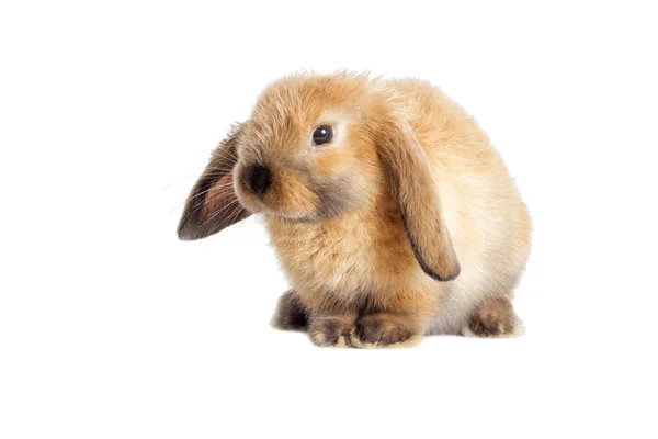 Un conejo orejudo — Foto de Stock