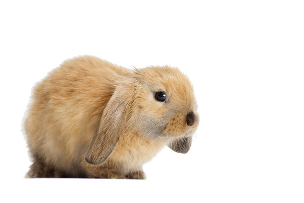 a rabbit lop-ear
