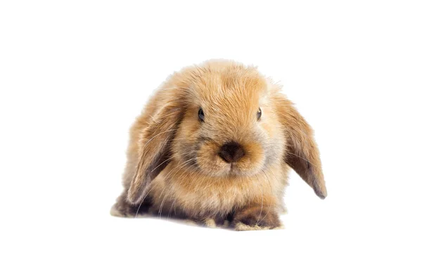 Red decorative rabbit — Stock Photo, Image