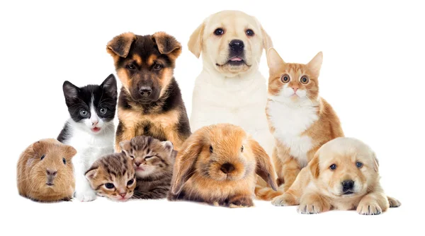 A set pets — Stock Photo, Image