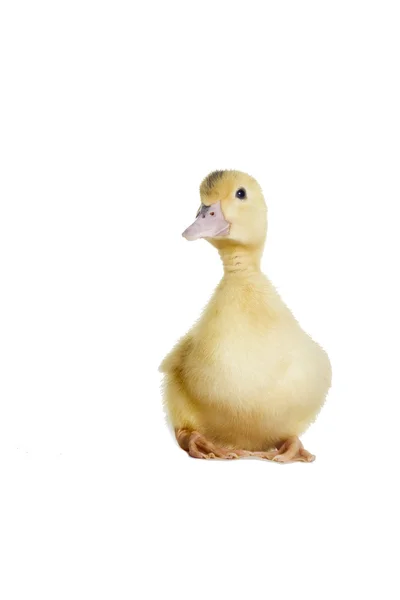 A duckling looking — Stock Photo, Image