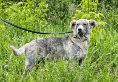 hasta köpek demodex