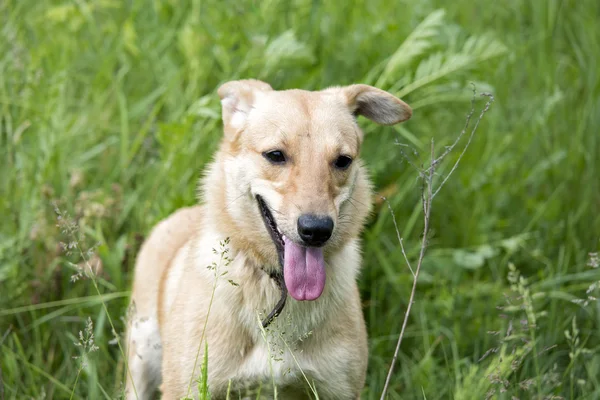 Funny pes v trávě — Stock fotografie