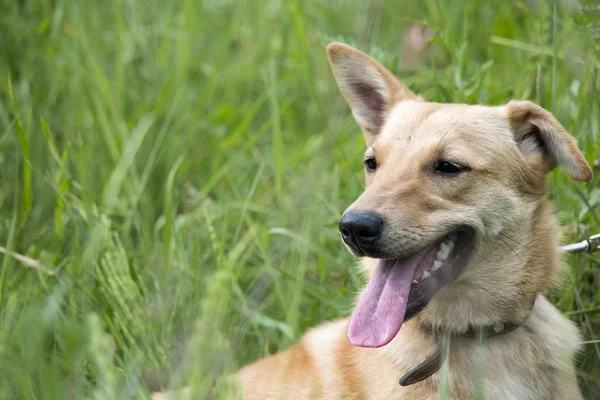 Смешная собака в траве — стоковое фото