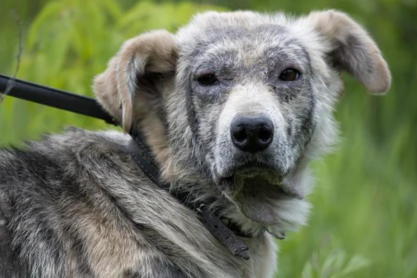 Nemocný pes demodex — Stock fotografie