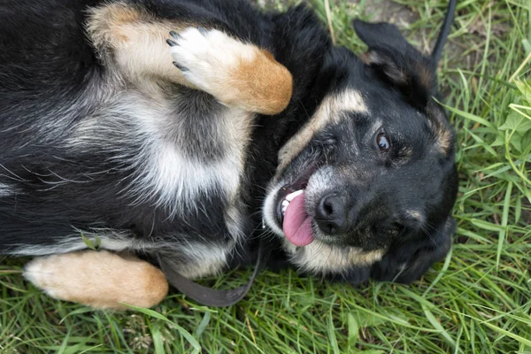Divertido perro en la hierba — Foto de Stock
