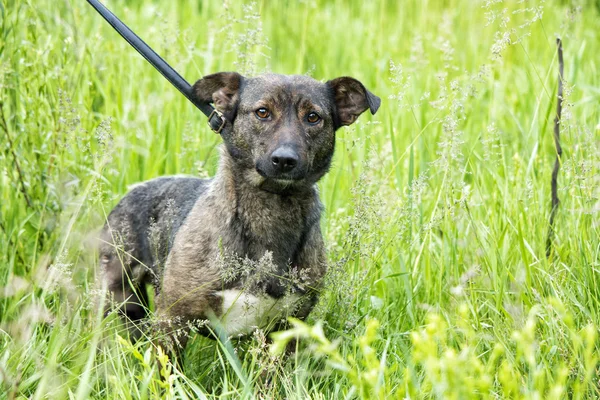 Lustiger Hund im Gras — Stockfoto