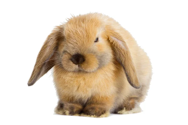 Un coniglio lop-ear — Foto Stock