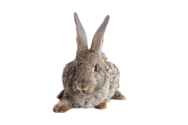 Conejo sobre fondo blanco — Foto de Stock