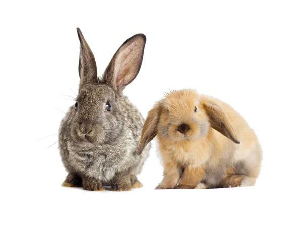 Rabbit  on a white background — Stock Photo, Image