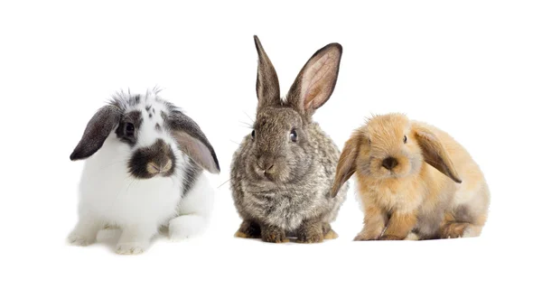 Rabbit  on a white background — Stock Photo, Image