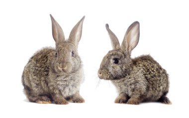 Beyaz arkaplanda tavşan