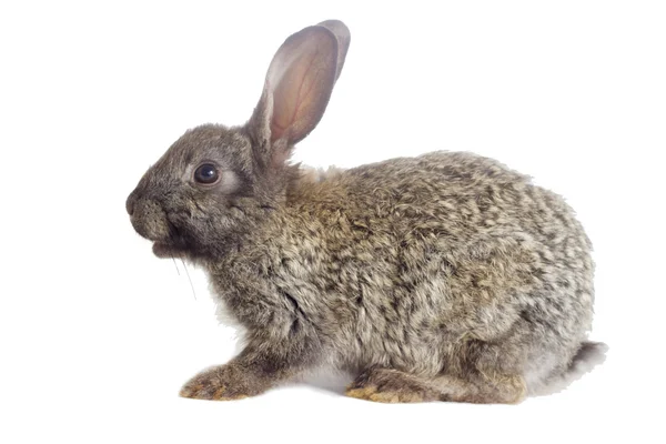 Beyaz bir arka plan üzerinde seyir ayarla