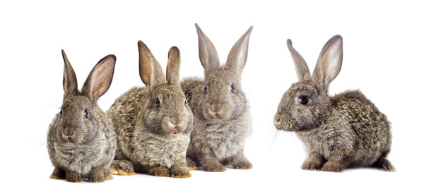 rabbit  on a white background