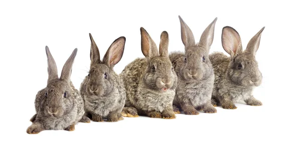 Kaninchen auf weißem Hintergrund — Stockfoto