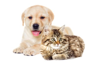 yavru kedi ve köpek yavrusu yalan