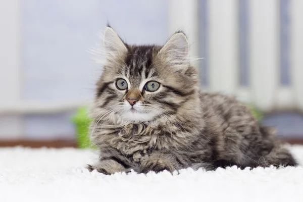 Gattino sdraiato su un tappeto — Foto Stock