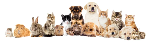 A set pets — Stock Photo, Image