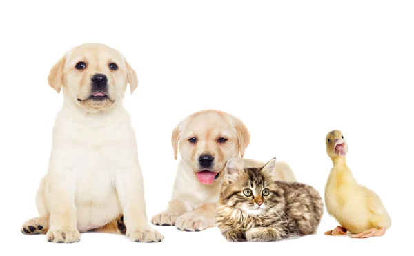 Gatinho e cachorro deitado — Fotografia de Stock