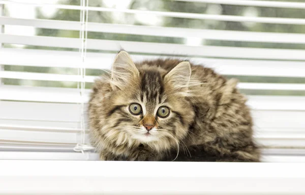 Bir pencere pervazına üzerinde yavru kedi — Stok fotoğraf