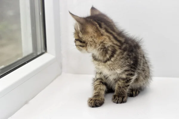 Bir pencere pervazına üzerinde yavru kedi — Stok fotoğraf