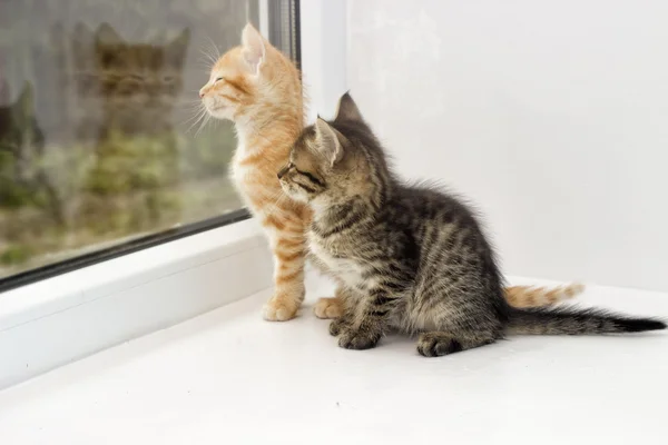 Kitten on a window sill — Stock Photo, Image