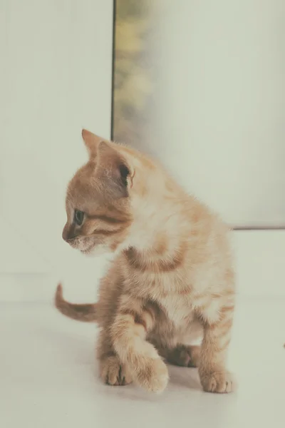 Gatinho em uma soleira da janela — Fotografia de Stock