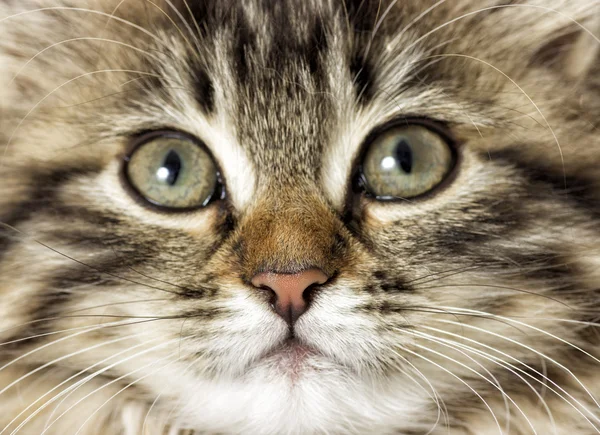Namlu tabby yavru kedi — Stok fotoğraf