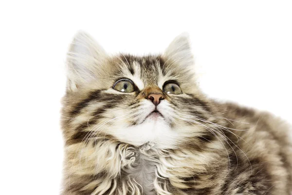 Un gattino muso tabby — Foto Stock