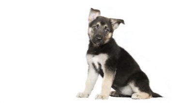 Beyaz bir arka plan üzerinde oturan köpek yavrusu
