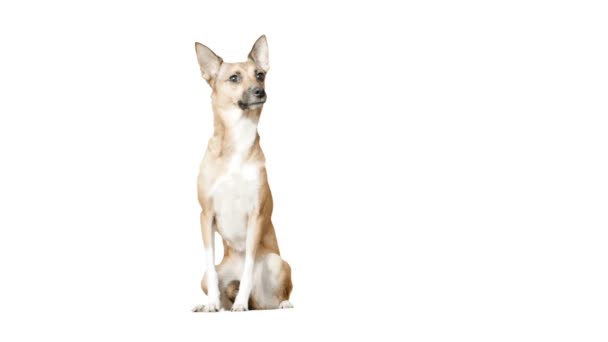 Cão vermelho em um fundo branco — Vídeo de Stock