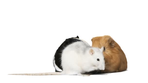 Szczur myje na białym tle — Wideo stockowe