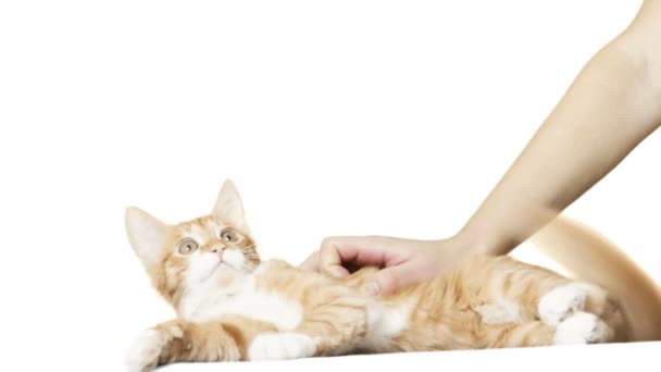 Імбирний кіт і рука на білому тлі — стокове відео