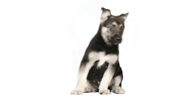 Ovčák štěně sedící na bílém pozadí — Stock video