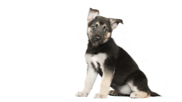 Puppy zittend op een witte achtergrond — Stockvideo