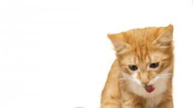 kedi beyaz bir arka plan üzerinde bir palm ile kuru mama yiyor