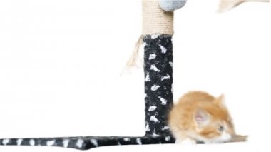 komik kedi tırmalamak ile oynayan beyaz bir arka plan üzerinde mesaj
