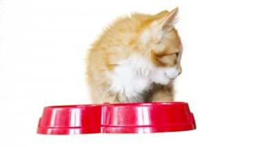 Beyaz bir arka plan üzerinde sevimli kedicik yiyor