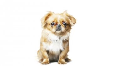 Beyaz bir arka plan üzerinde komik fino köpek yavrusu