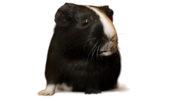 Divertente cavia parlando su uno sfondo bianco — Video Stock