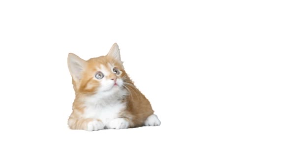 Vörös macska úgy néz ki, fehér alapon — Stock videók