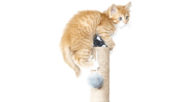 Verspieltes Kätzchen auf weißem Hintergrund — Stockvideo