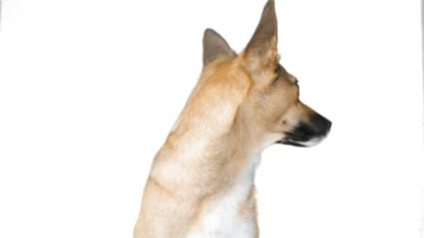 Beyaz bir arka plan üzerinde köpek — Stok video