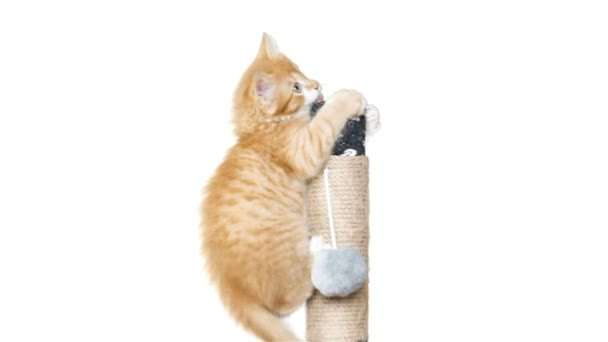 Playful kitten playing with a toy on a white background — Stock Video