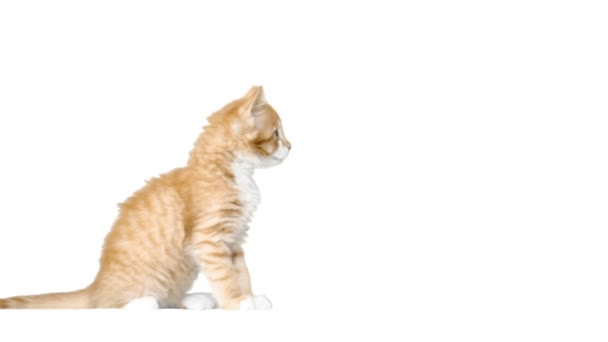 Cute cat sitting on a white background — Stock Video