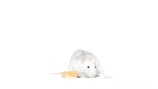 Rat animal et fromage sur fond blanc — Video