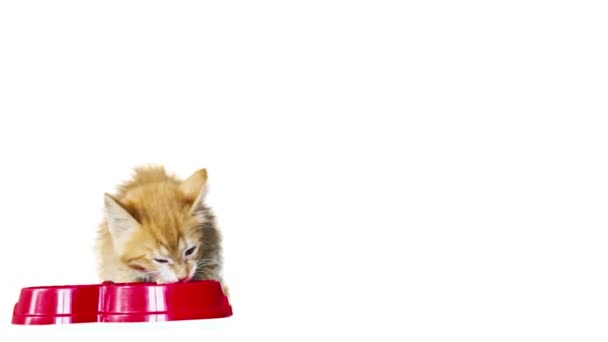 Γάτα τρώει από ένα κόκκινο μπολ — Αρχείο Βίντεο