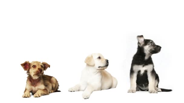 Tres divertido cachorro sobre un fondo blanco — Vídeo de stock
