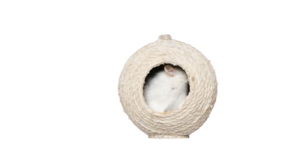 Pet rat in a wicker house on a white background — Stock Video